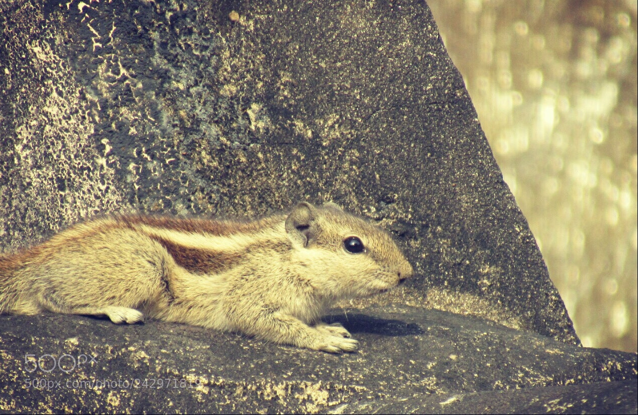 Canon PowerShot SX530 HS sample photo. I love this guy.. photography