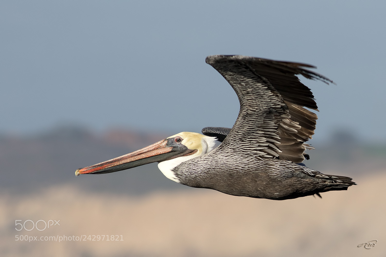 Canon EOS 7D Mark II sample photo. Brown pelican photography