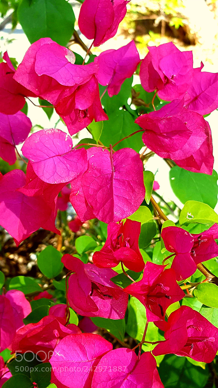 Samsung Galaxy S6 sample photo. Desert flora photography