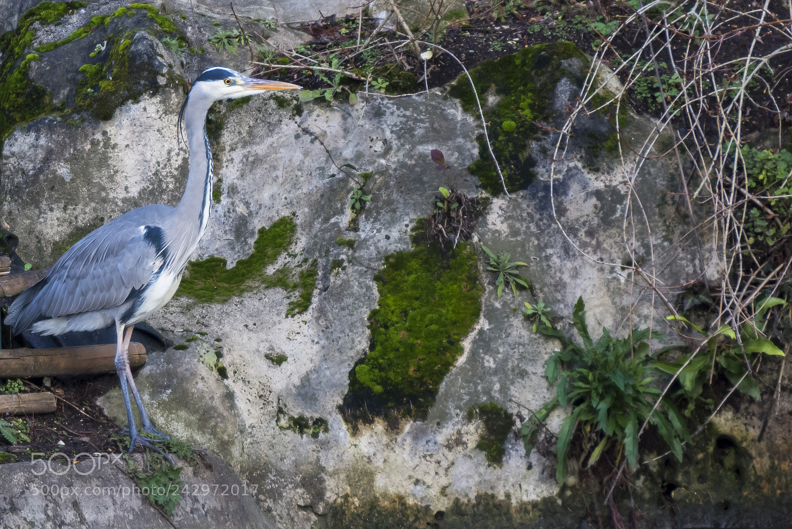 Nikon D600 sample photo. Couleur cendre photography