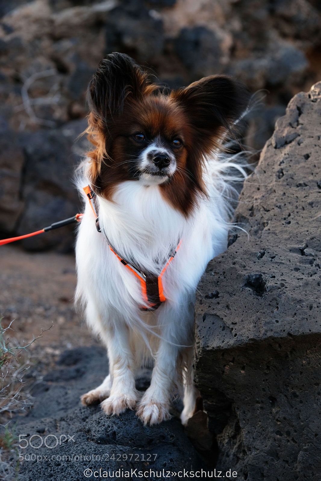 Fujifilm X-T2 sample photo. Don pepito little man photography