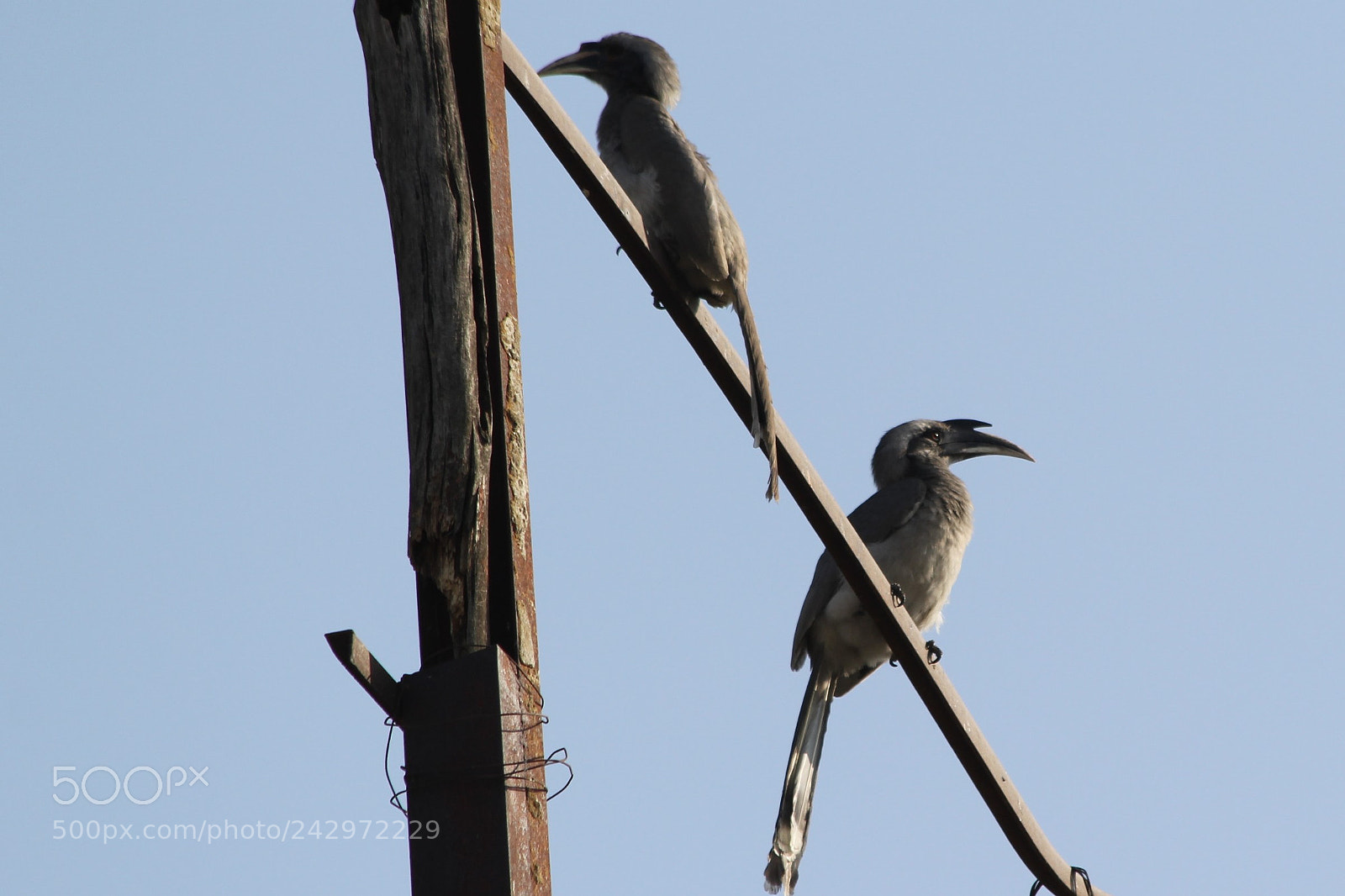 Canon EOS 60D sample photo. Gray horn bill photography