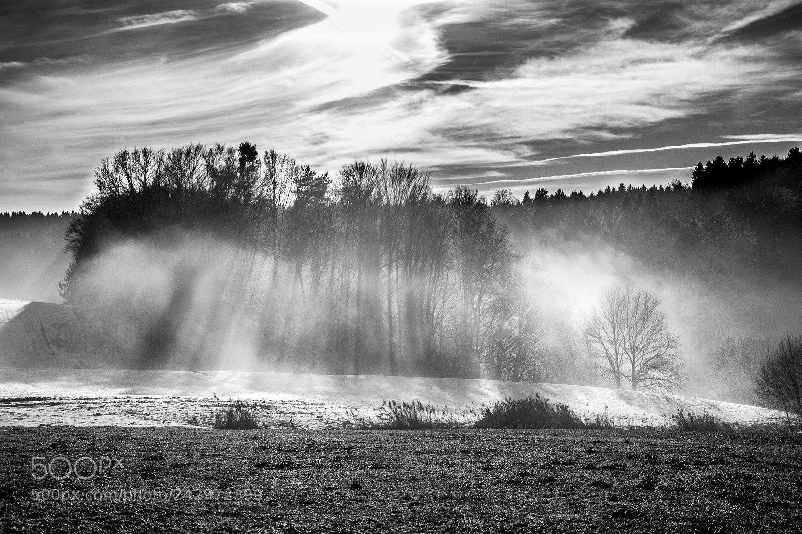 Olympus OM-D E-M1 sample photo. Mystic trees sw photography