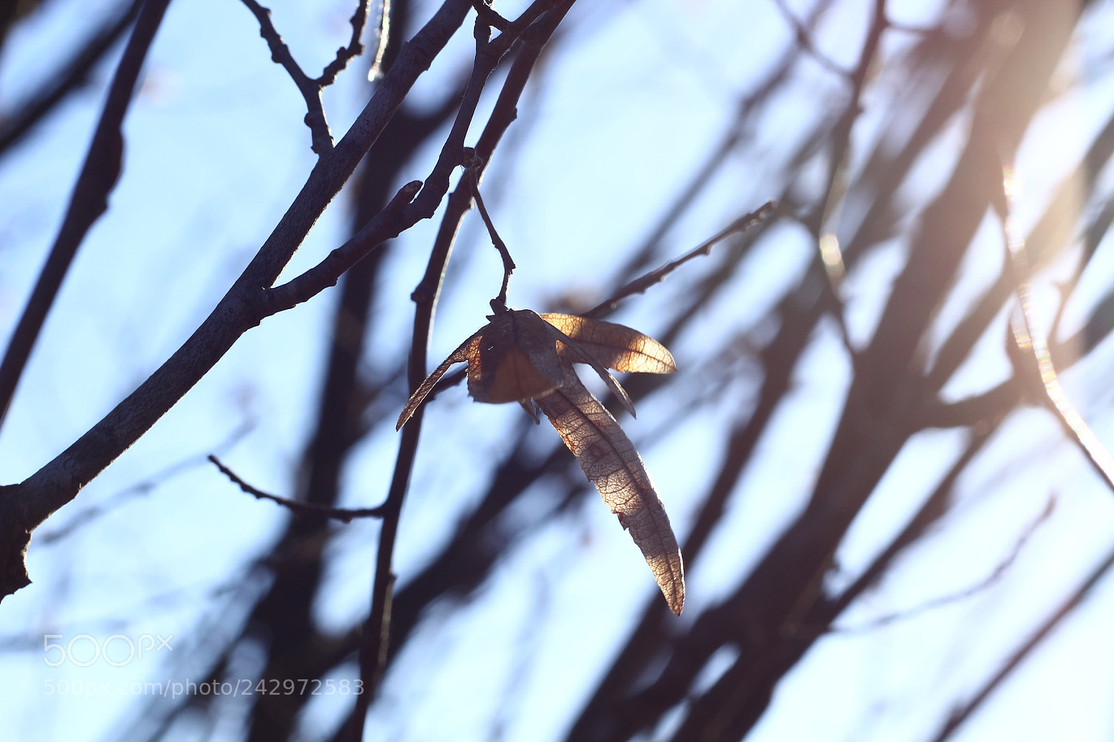 Canon EOS 60D sample photo. ? photography