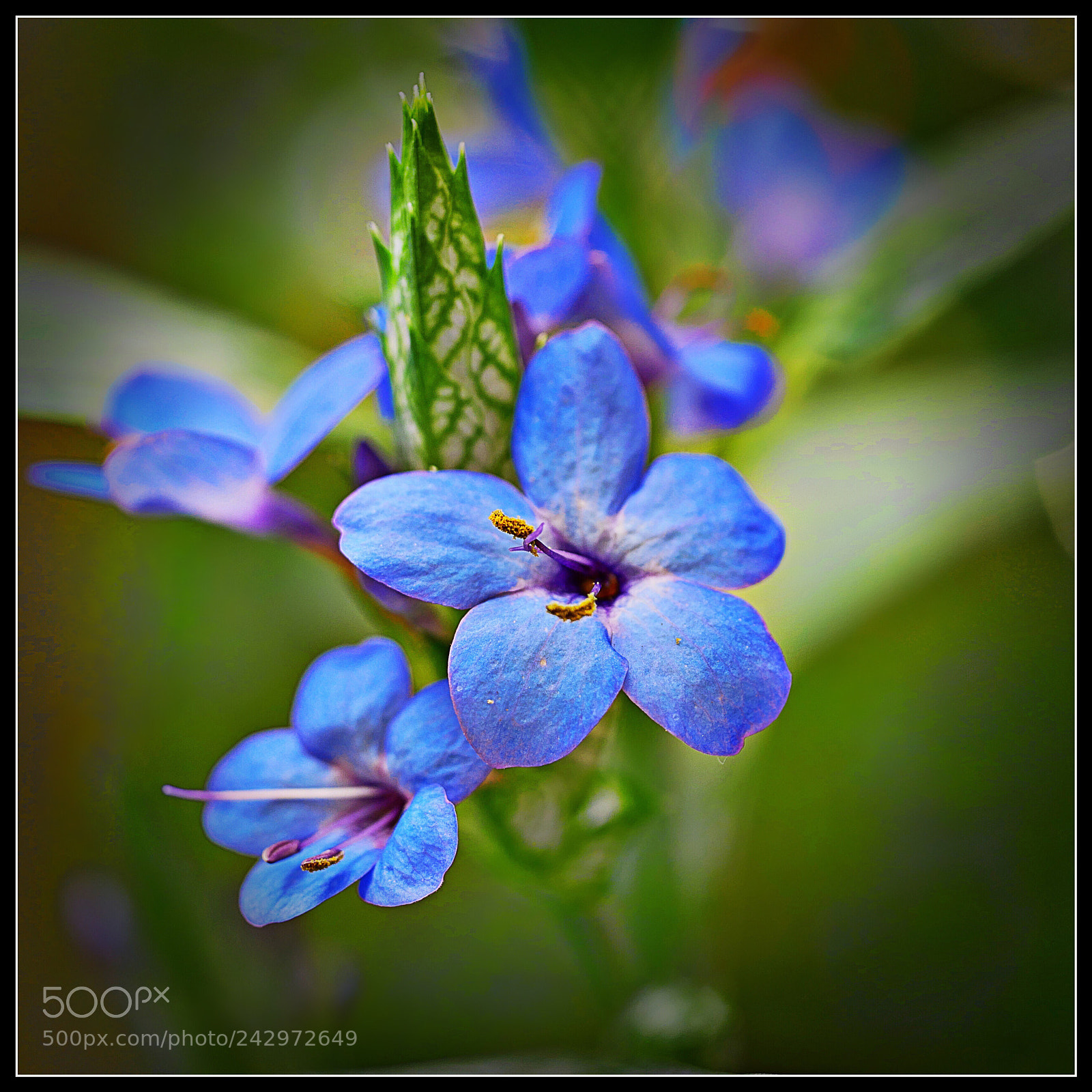 Panasonic Lumix DMC-G85 (Lumix DMC-G80) sample photo. Blue blossoms photography