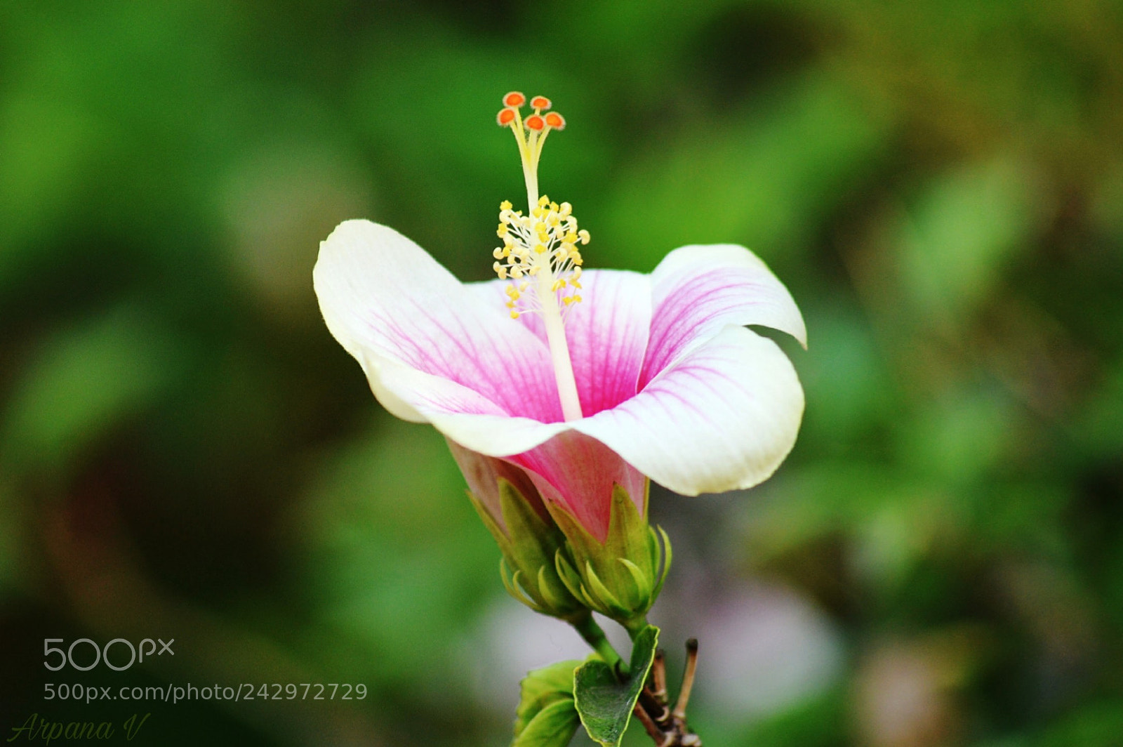 Nikon D3200 sample photo. Shoe flower photography