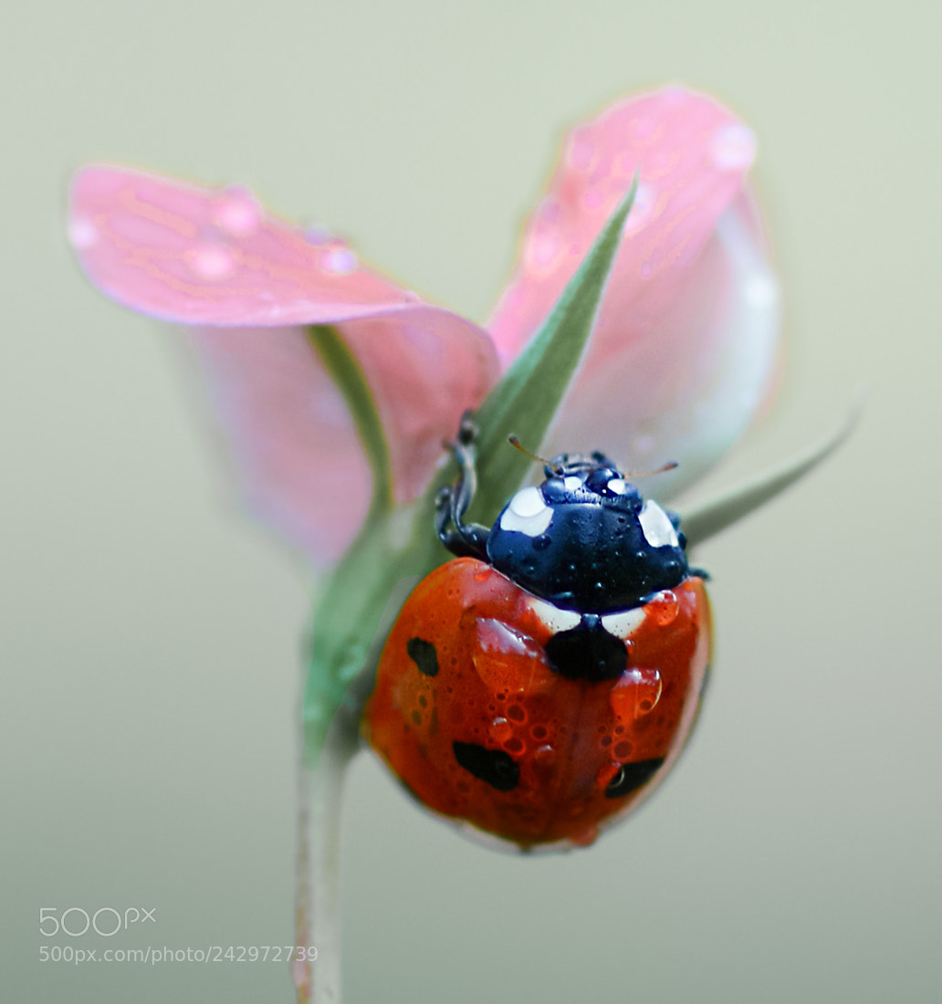 Nikon D7100 sample photo. Ladybug photography