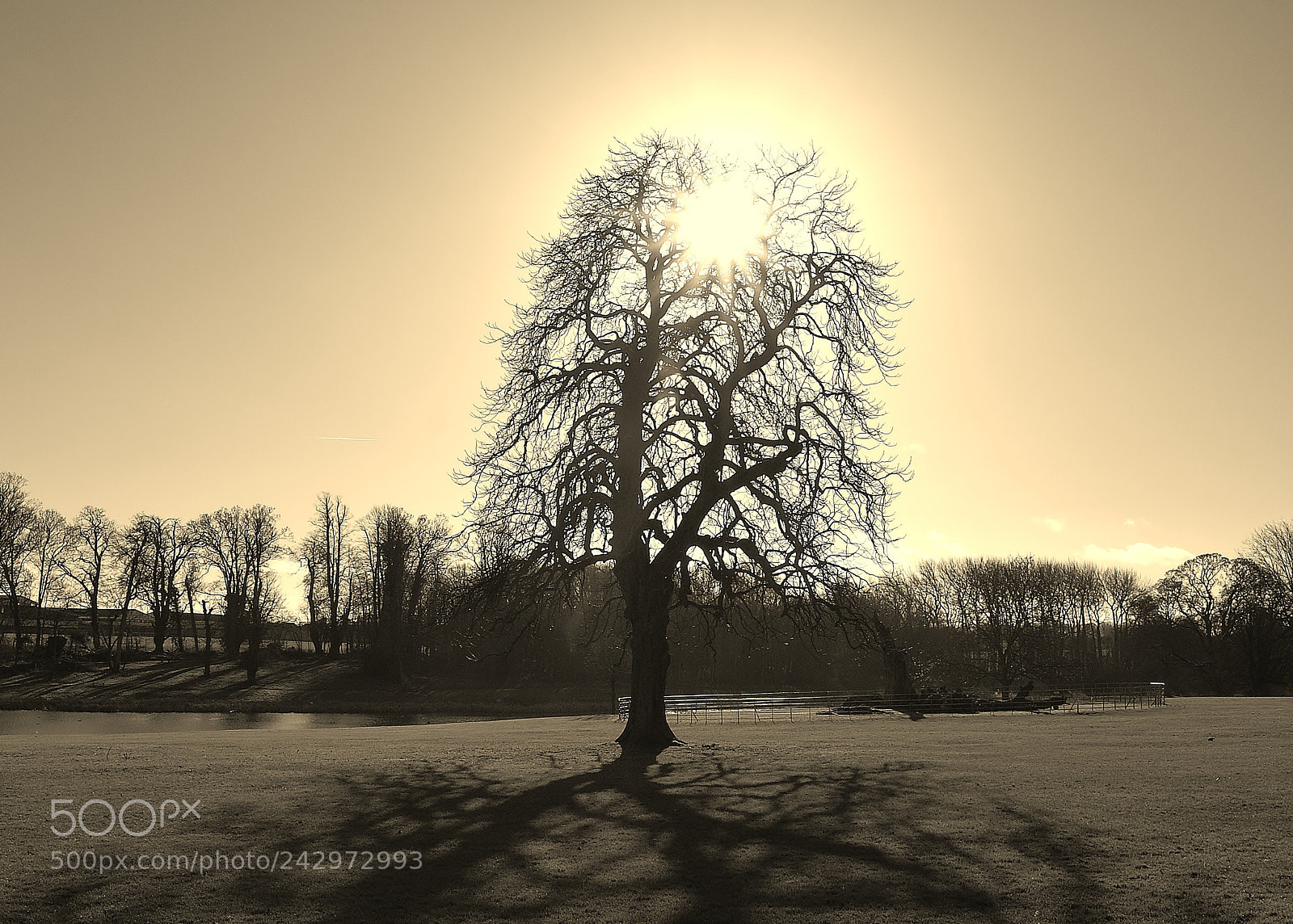 Sony Alpha DSLR-A380 sample photo. A winter glow tree ... photography
