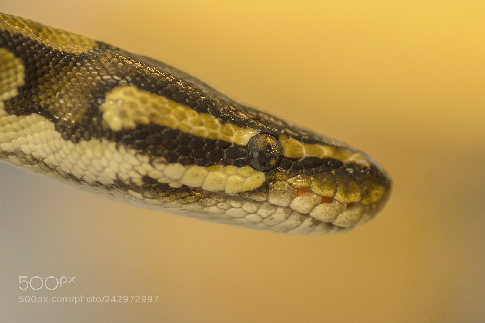 Sony SLT-A58 sample photo. Python selfie photography