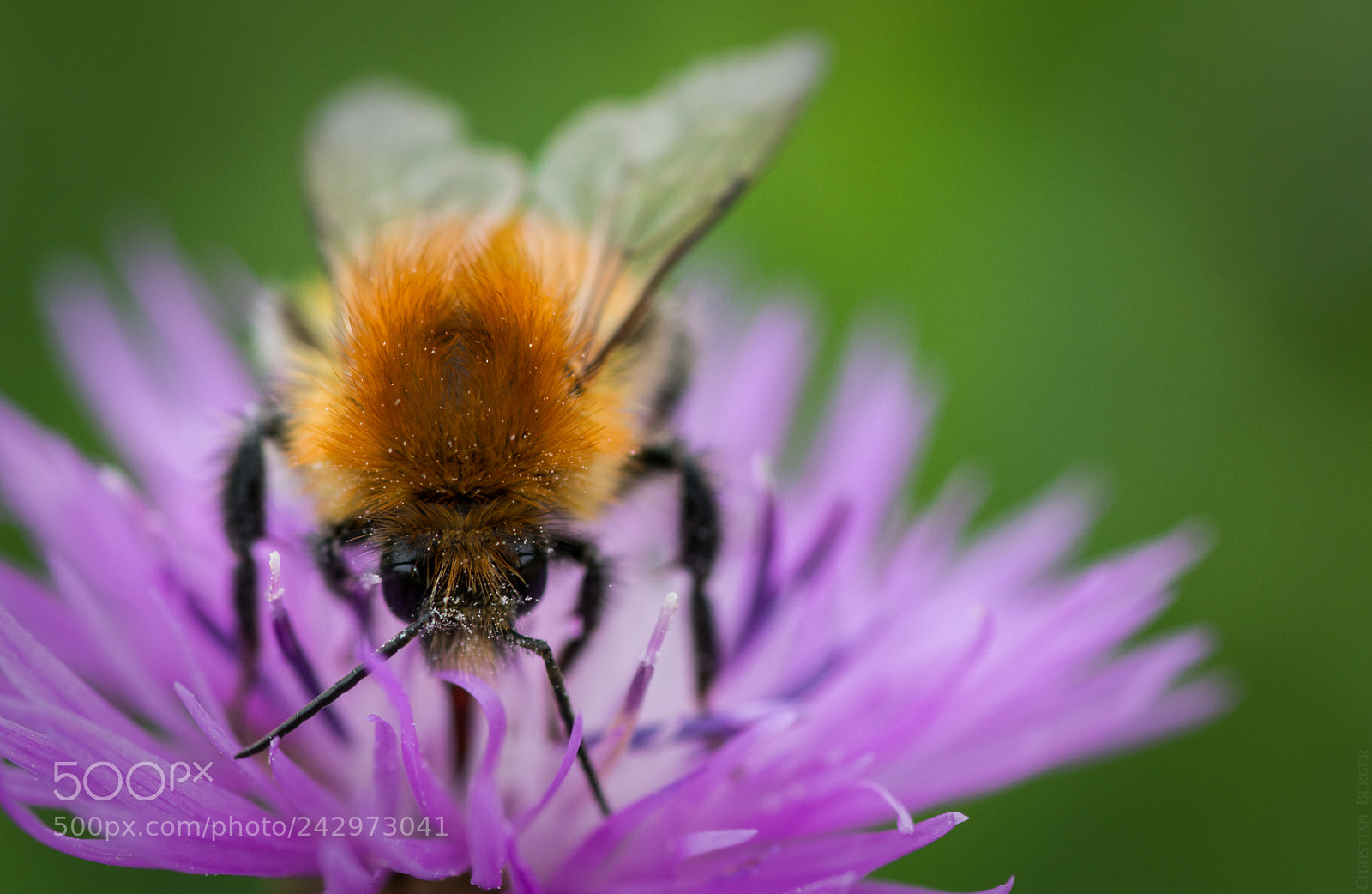 Nikon D7100 sample photo. Bumblebee photography