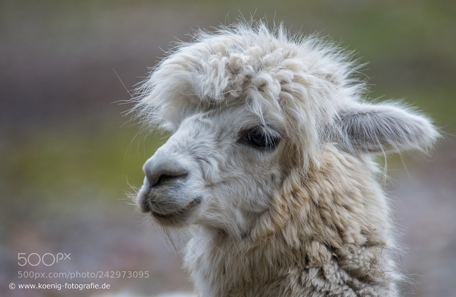 Nikon D600 sample photo. Lama photography