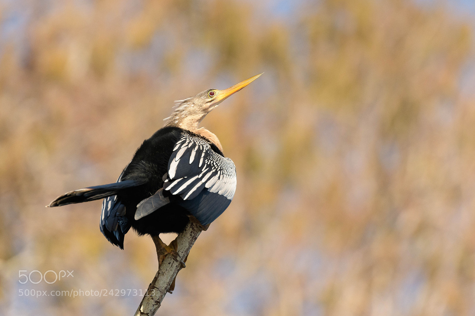 Nikon D850 sample photo. Anhinga perching on a photography
