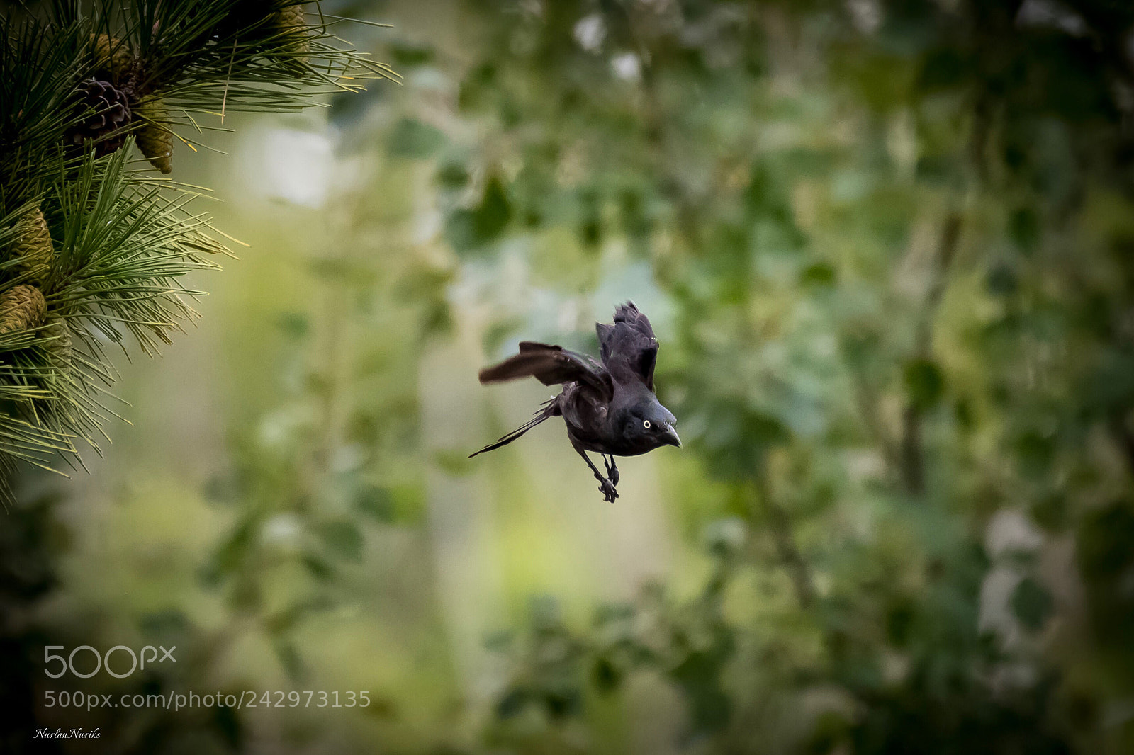 Nikon D500 sample photo. Common grackle / 2 photography