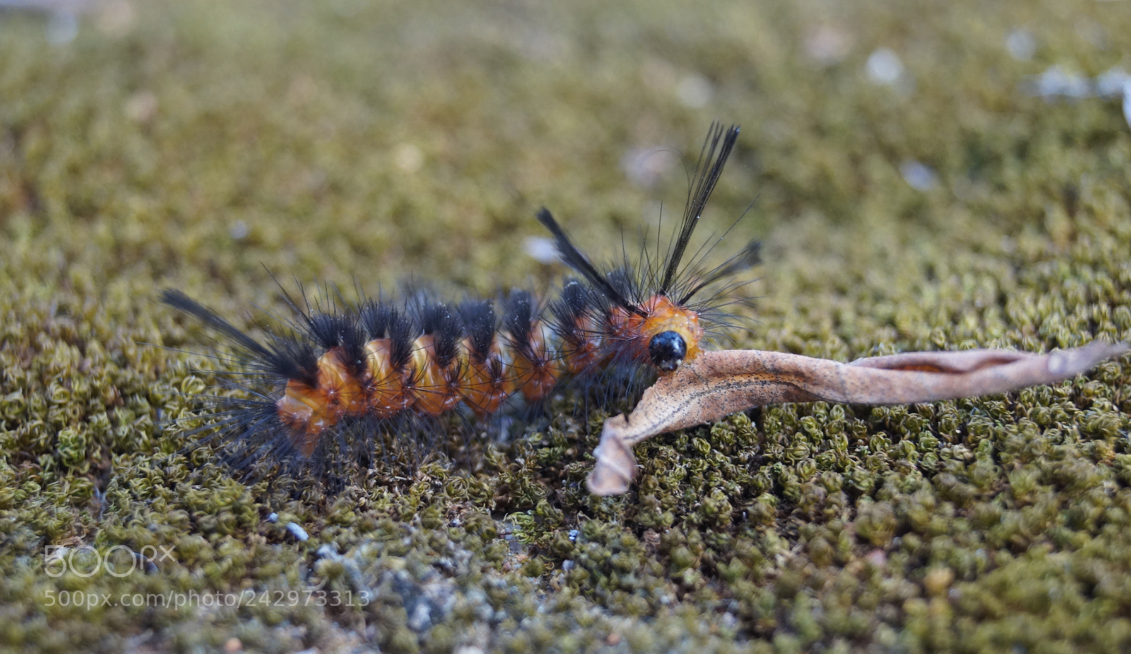 Sony SLT-A58 sample photo. Macro life photography