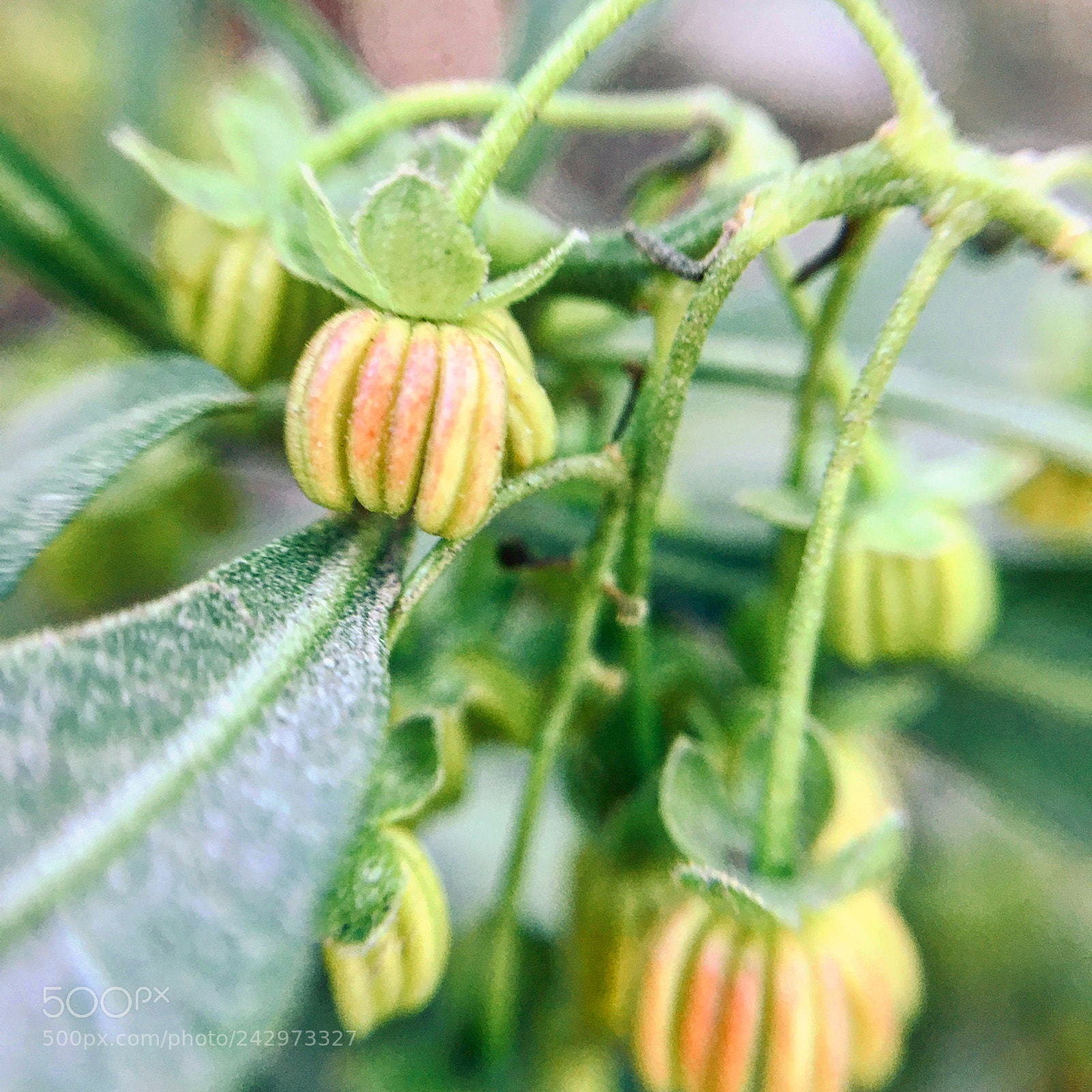 Apple iPhone 6s Plus sample photo. Untitled photography