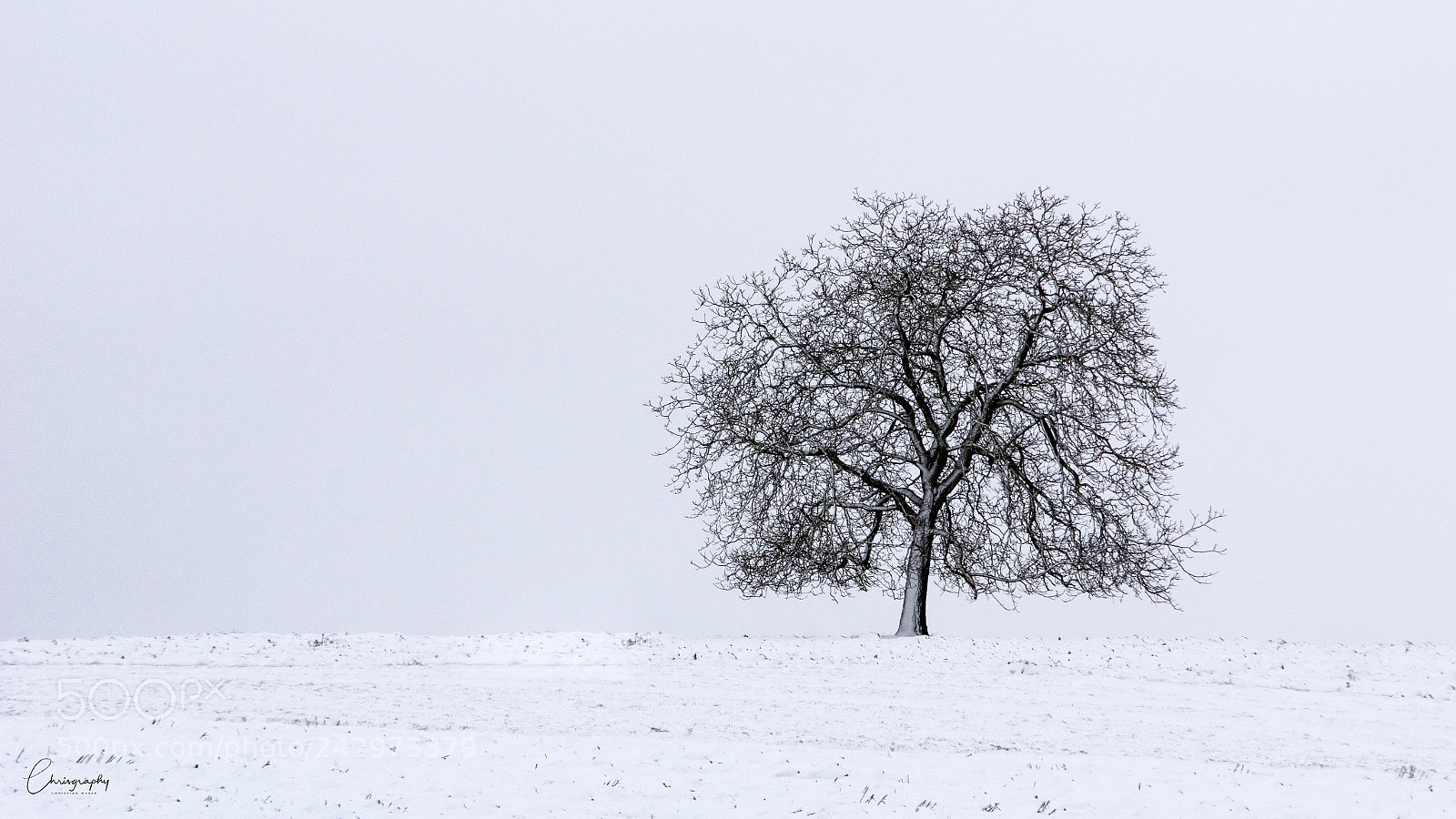 Nikon D7100 sample photo. Winter tree photography