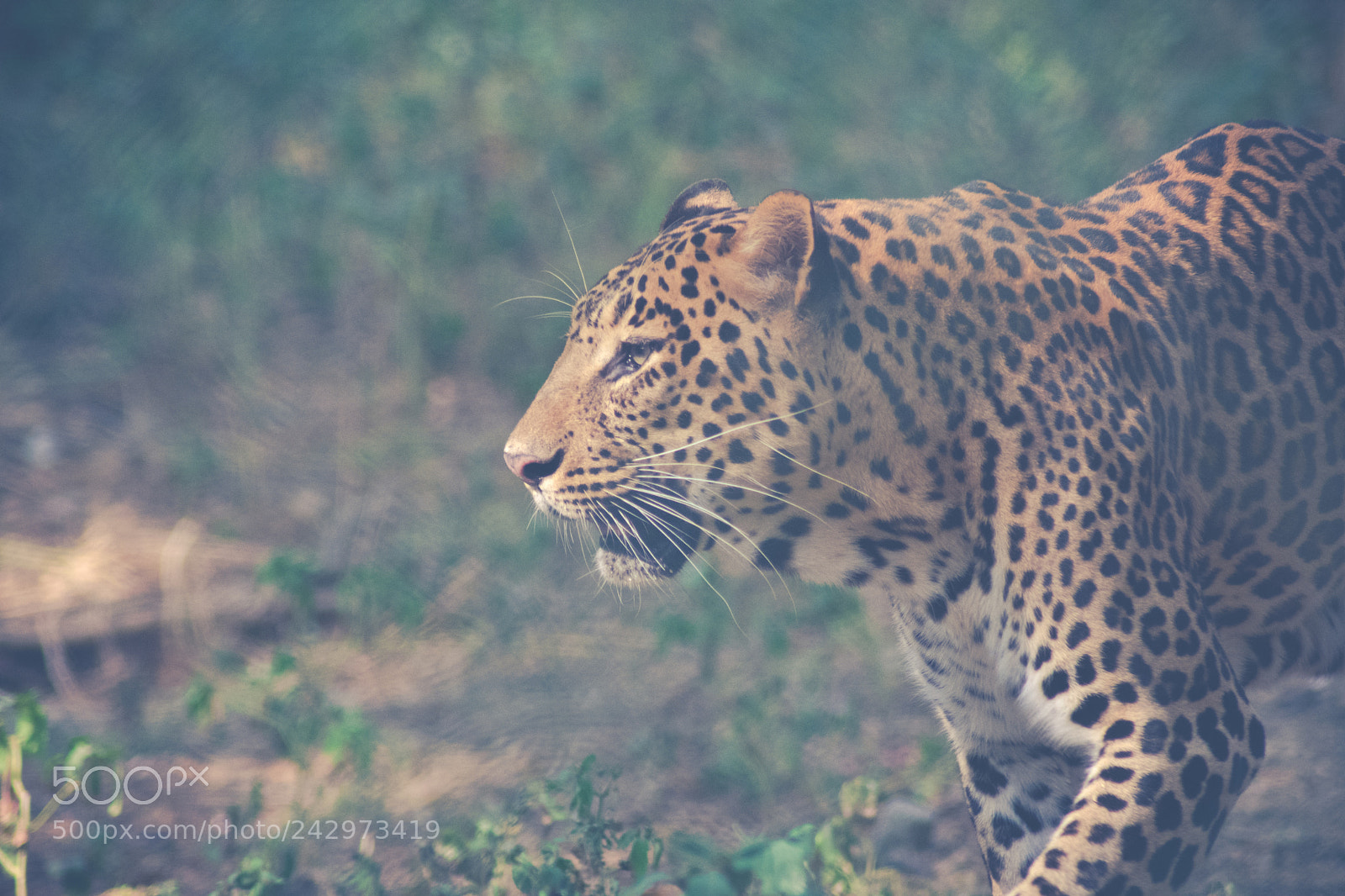 Nikon D3400 sample photo. Jaguar photography