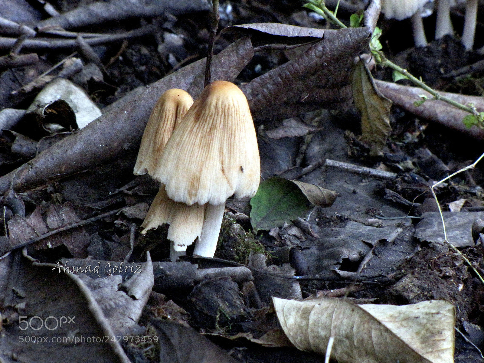 Canon PowerShot SX10 IS sample photo. Chatre 2 photography