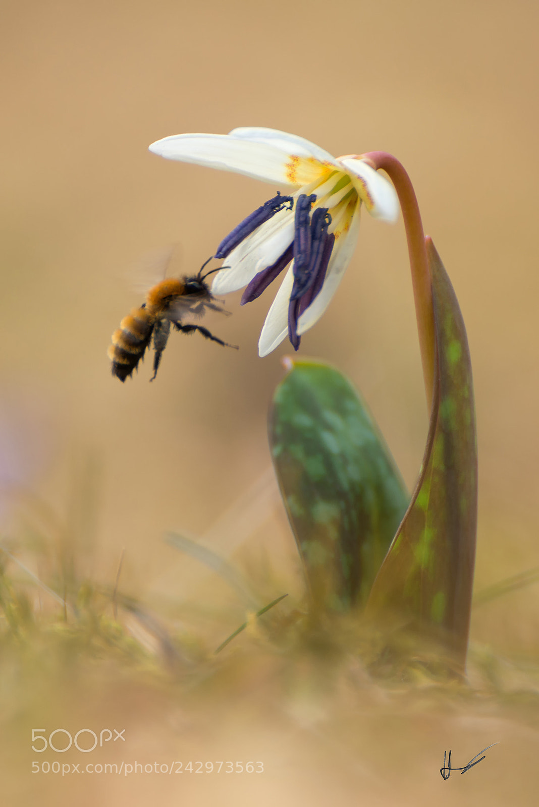 Nikon D800 sample photo. Erythronium dens-canis and bumble photography