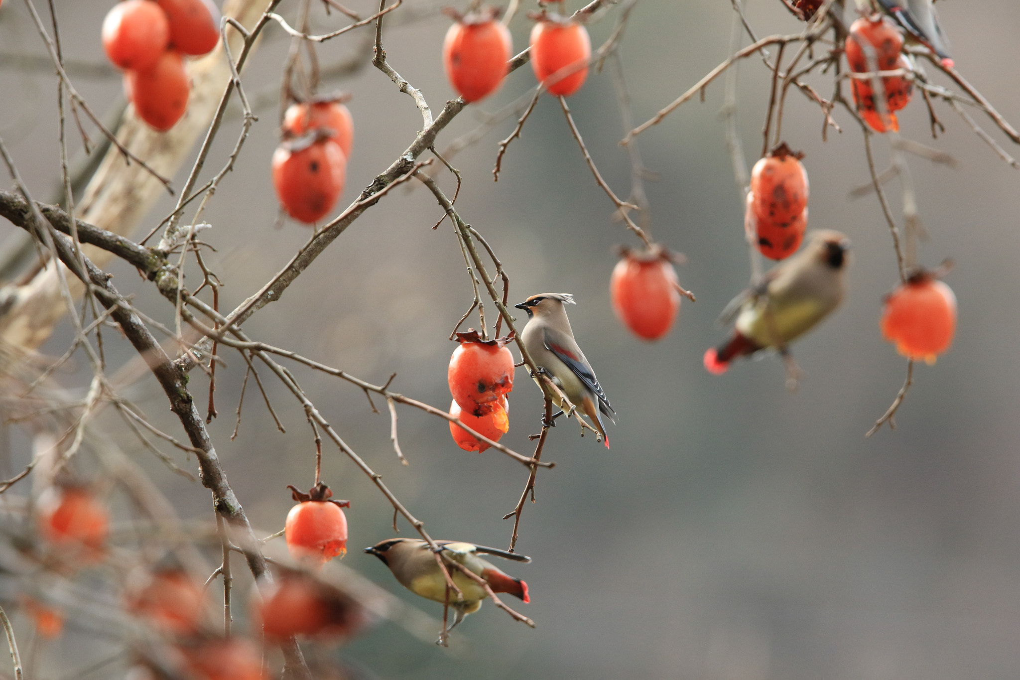 Canon EF 400mm F2.8L IS USM sample photo. Japanese waxwing  ヒレンジャク photography