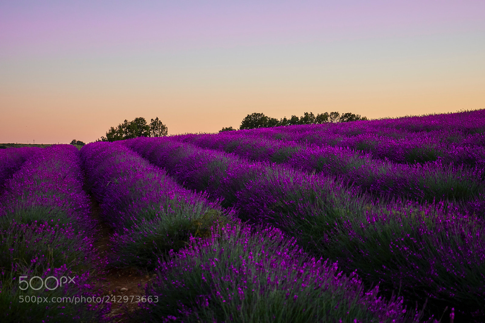 Panasonic Lumix DMC-GH4 sample photo. Lavender fields photography