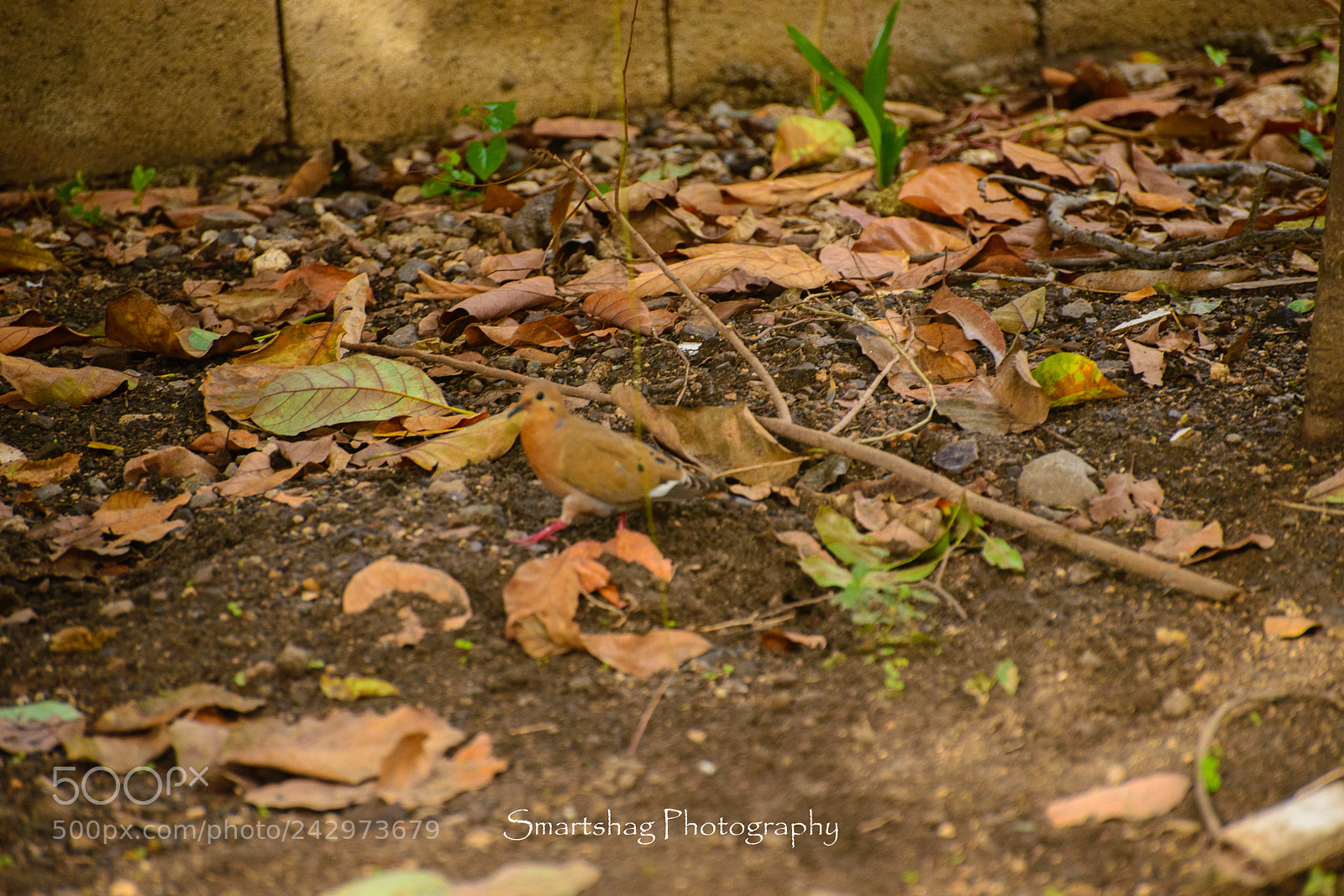 Nikon D610 sample photo. Ground dove foraging photography