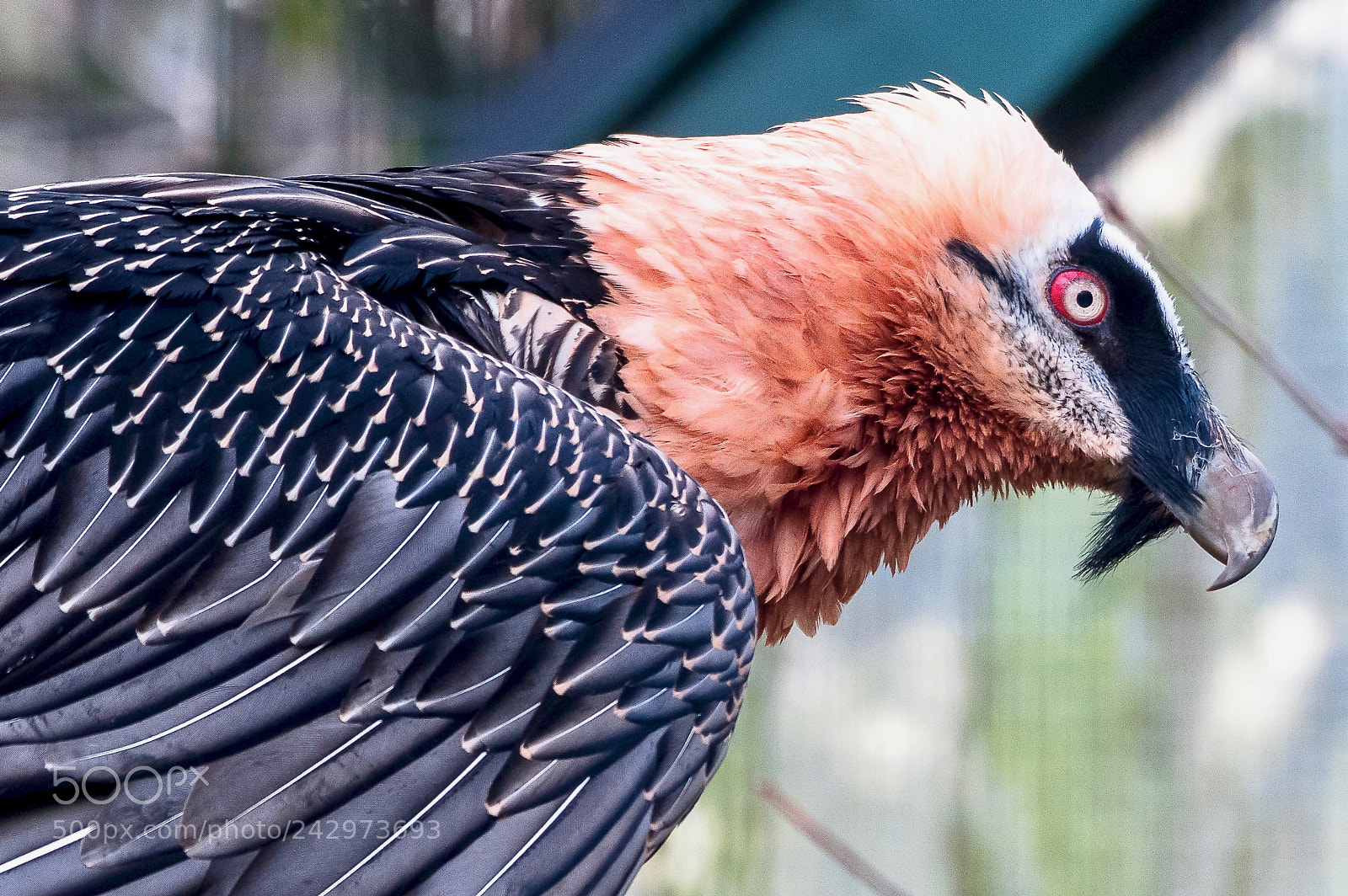 Nikon D850 sample photo. The bearded vulture photography