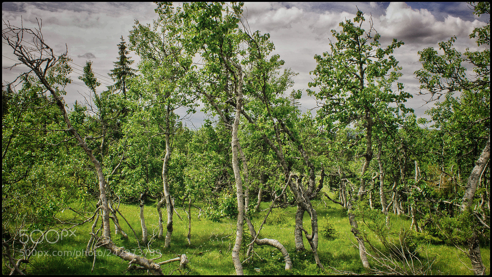 Canon EOS 550D (EOS Rebel T2i / EOS Kiss X4) sample photo. Summertime forest photography