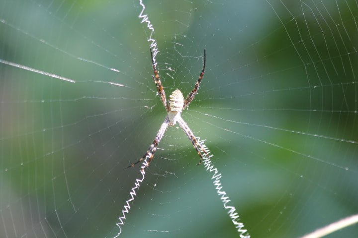 Canon EF 70-300mm F4-5.6 IS USM sample photo. Garden spider photography