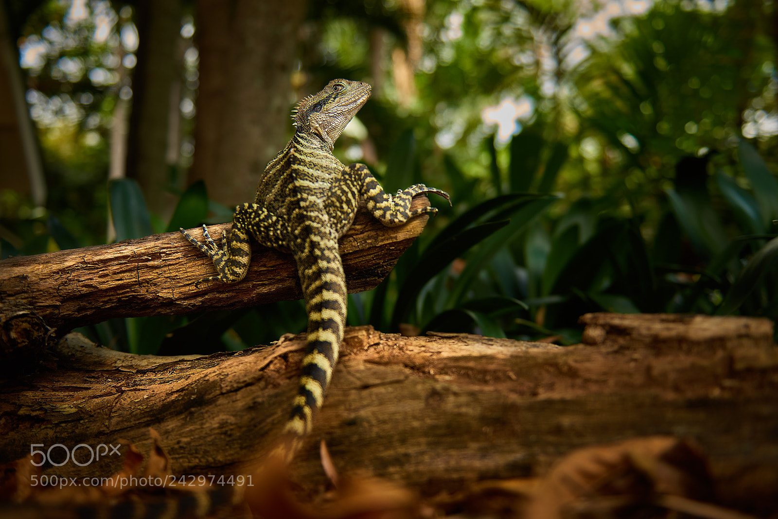 Nikon D810 sample photo. Water dragon photography