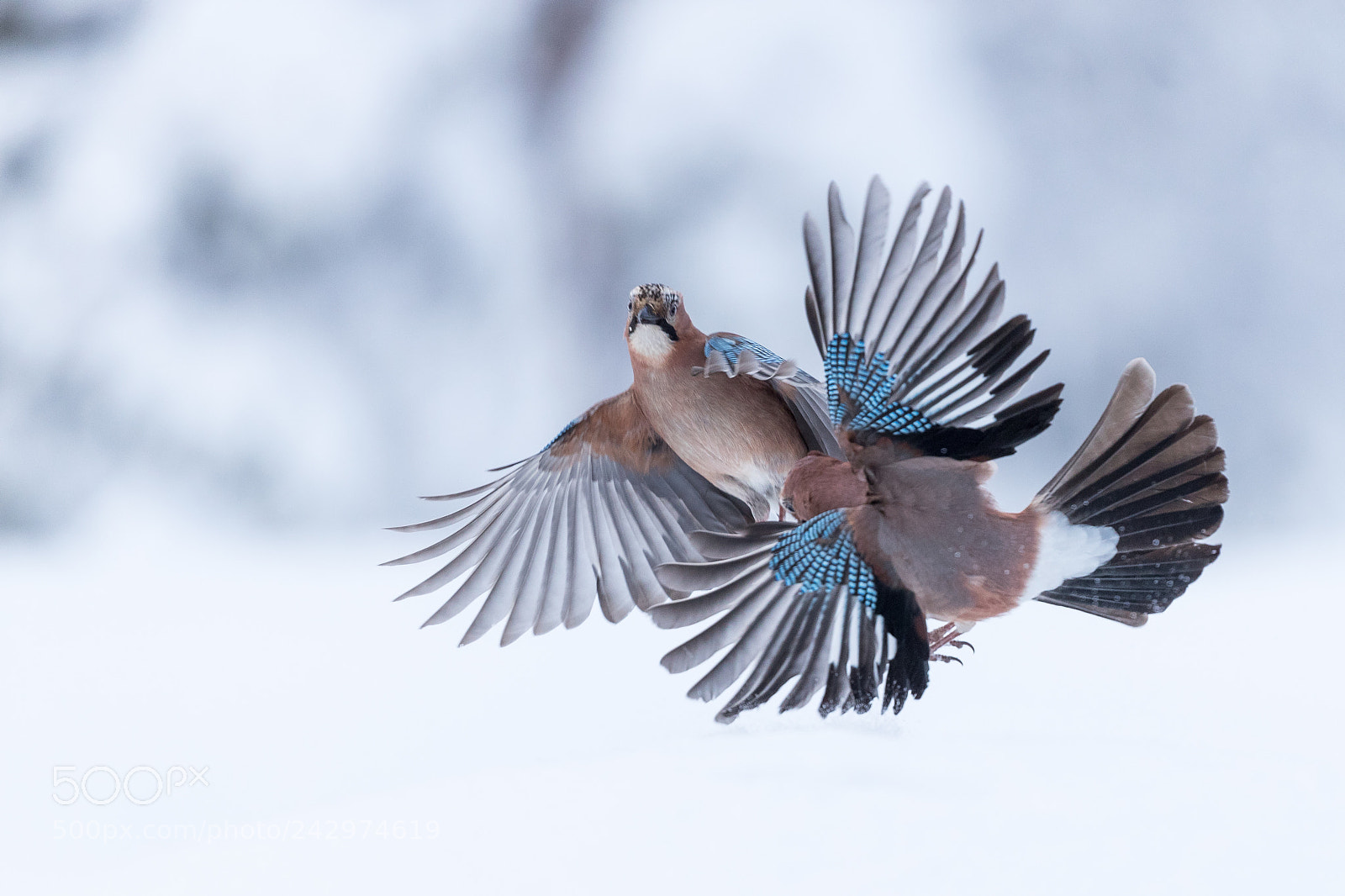 Canon EOS-1D X Mark II sample photo. Eurasian jay collision photography