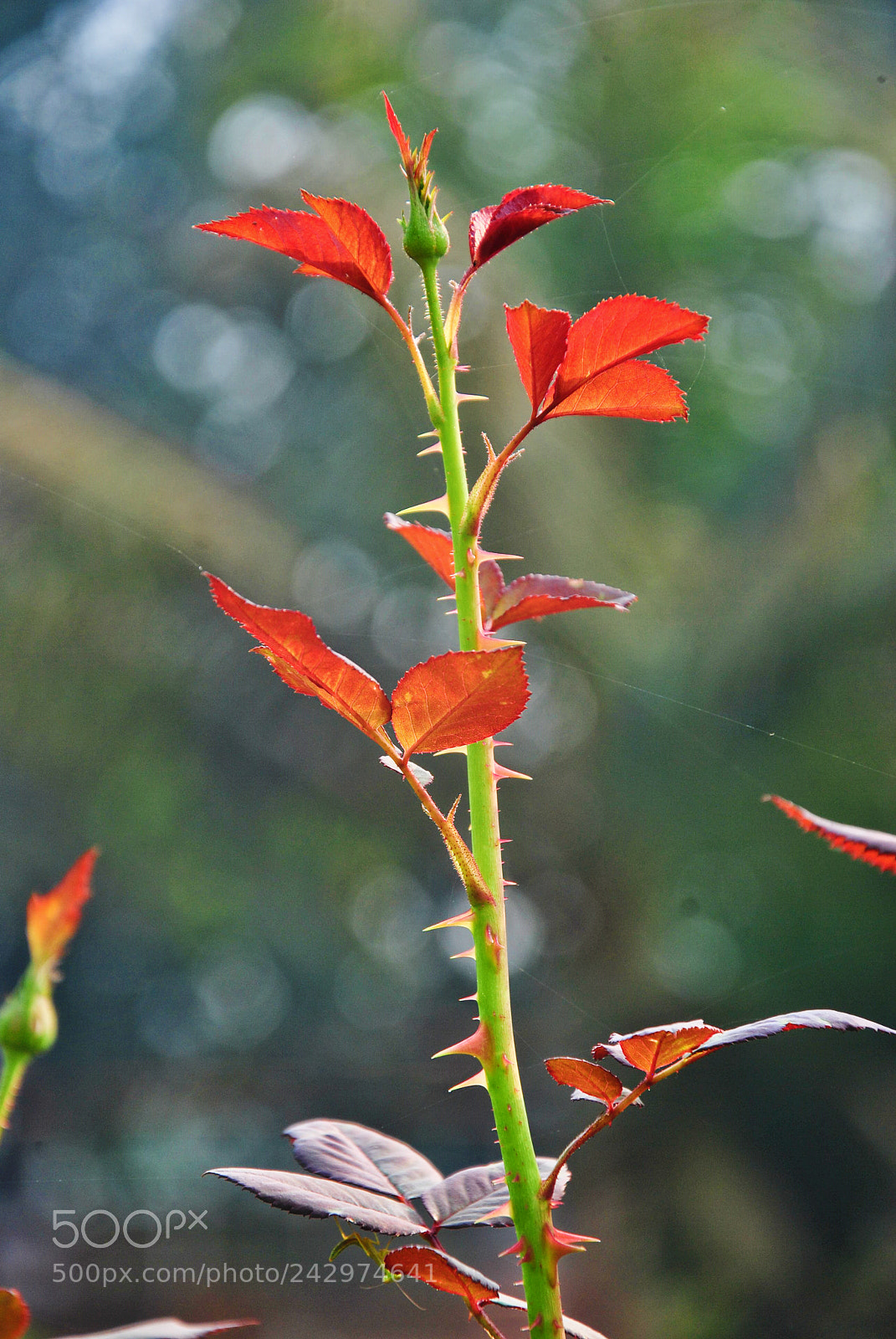 Nikon D3000 sample photo. Untitled photography