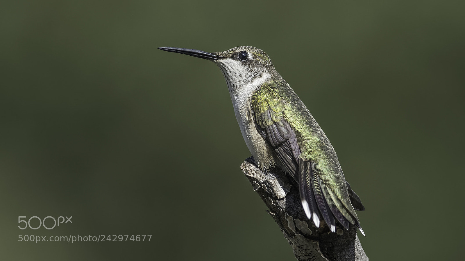 Nikon D7100 sample photo. Flexing tail feathers photography