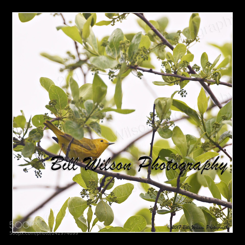 Nikon D500 sample photo. Yellow warbler photography