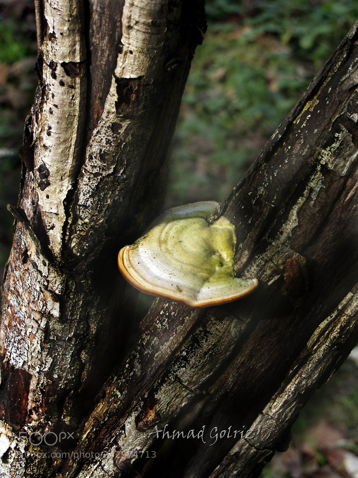 Canon PowerShot SX10 IS sample photo. Tane photography