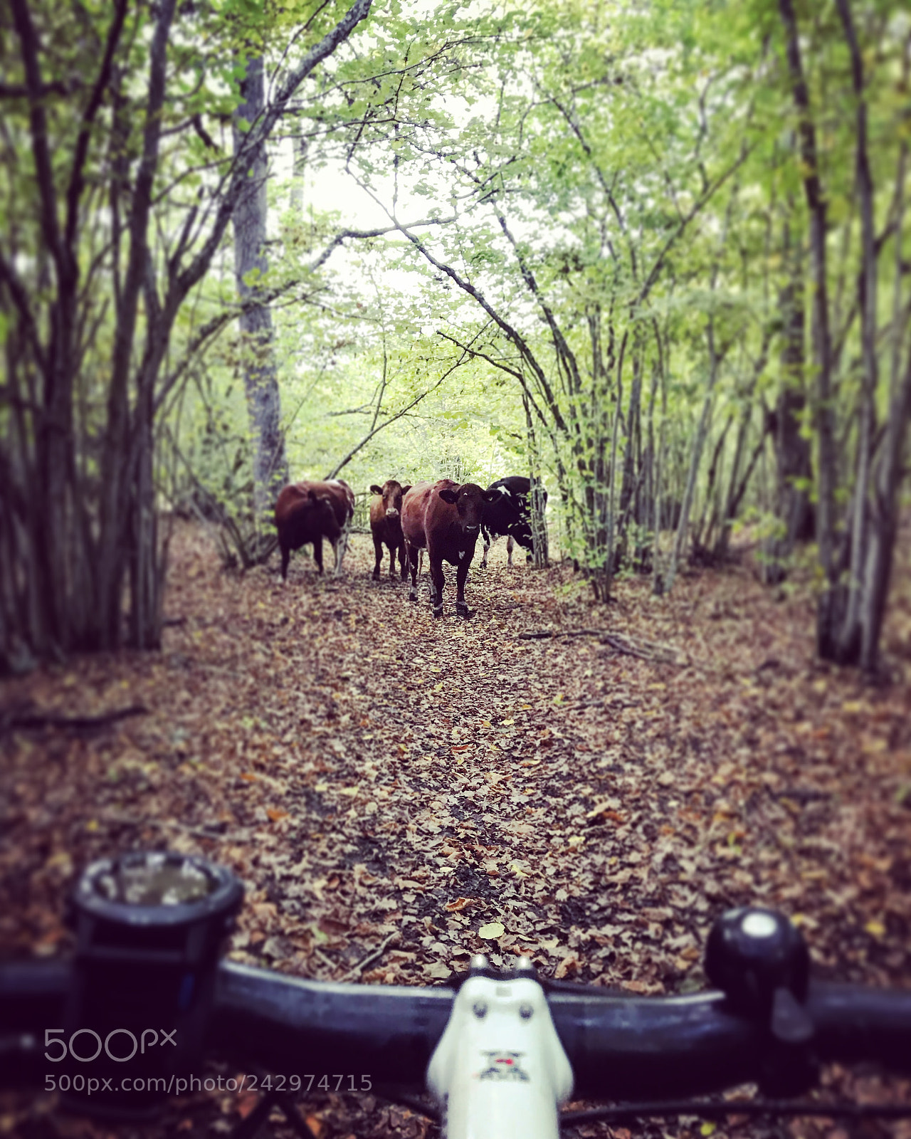 Apple iPhone 7 sample photo. End of the road photography