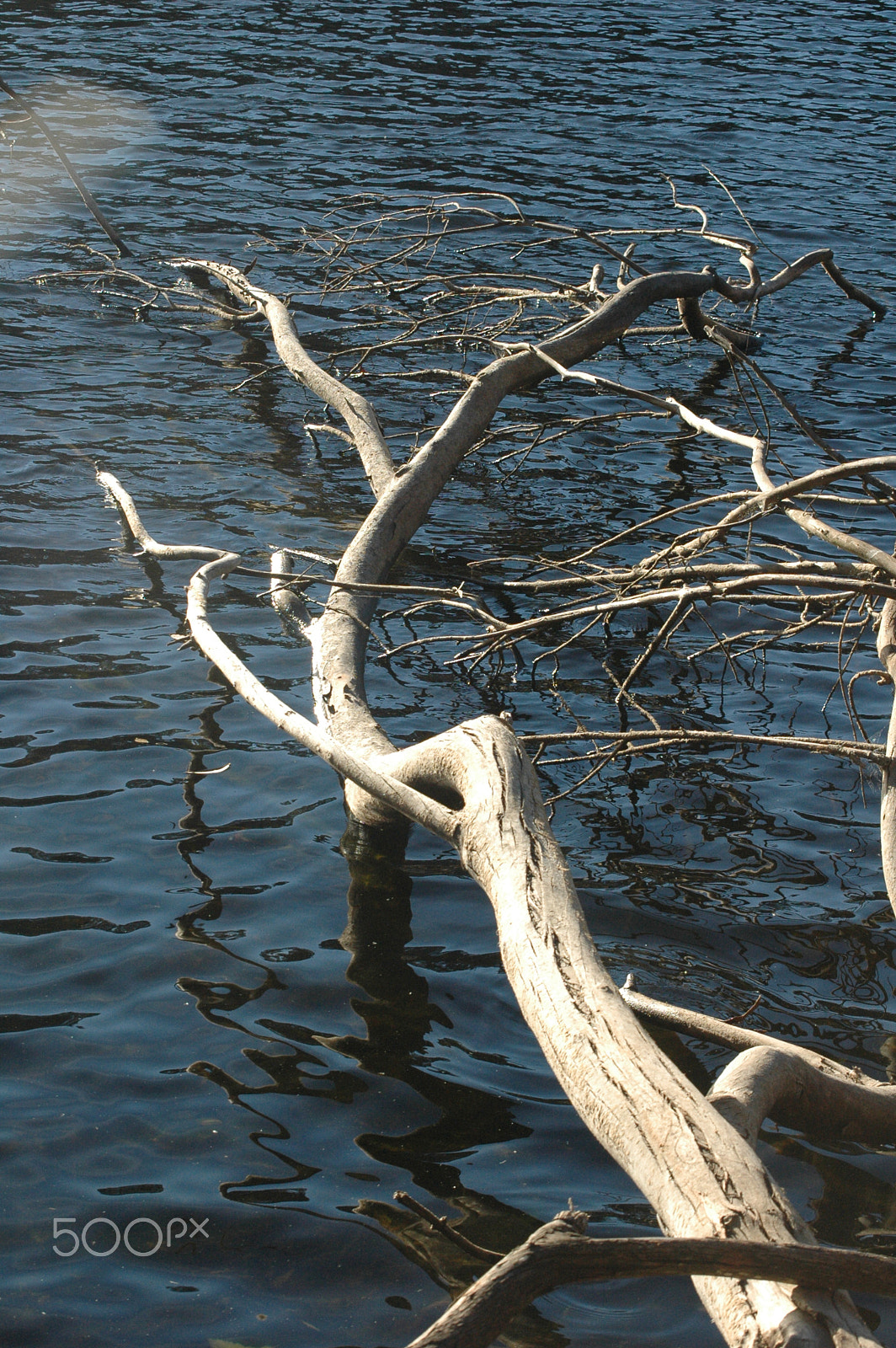 Nikon D70 sample photo. Fallen tree photography