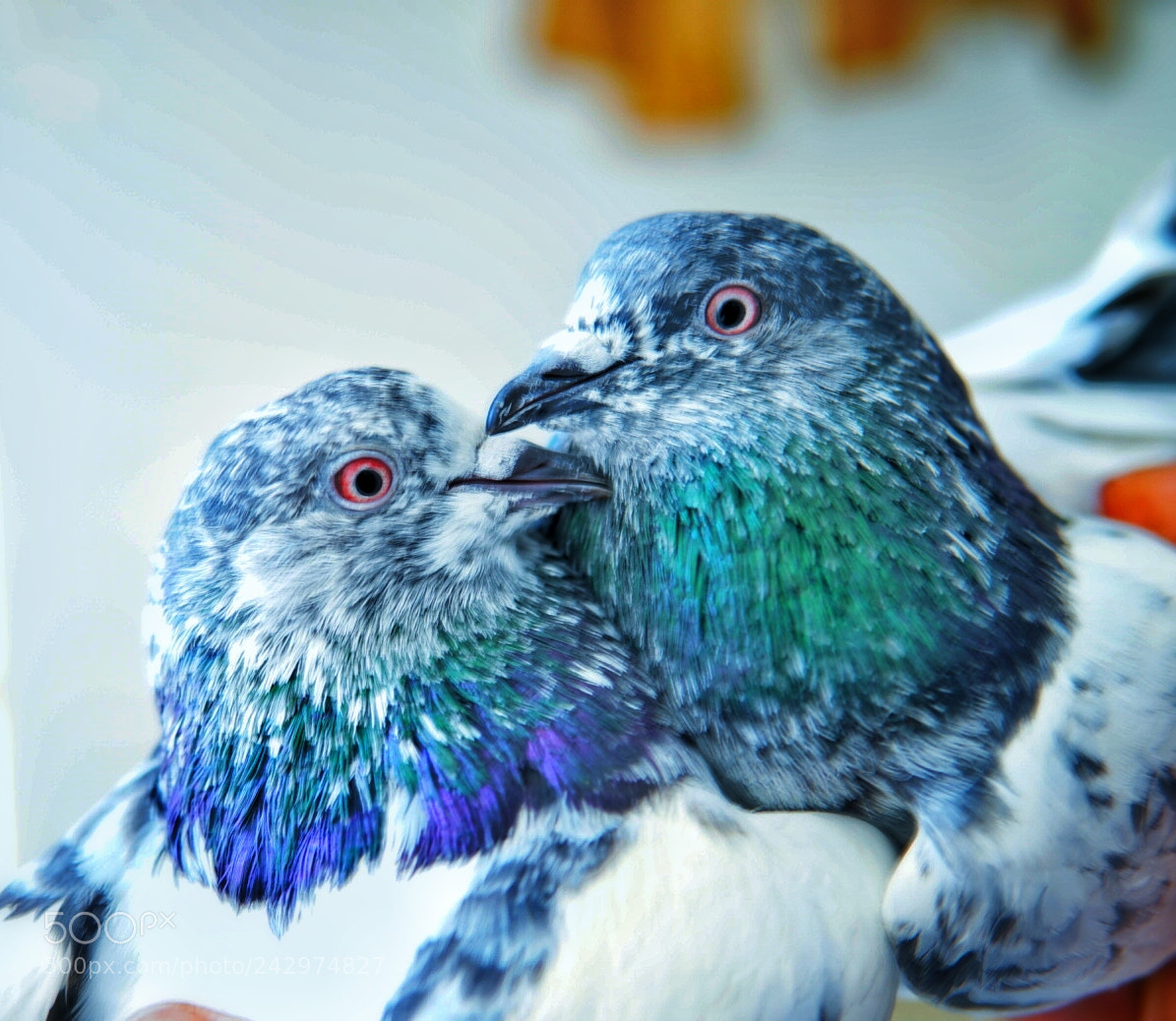 Sony a6500 sample photo. Dove's love photography