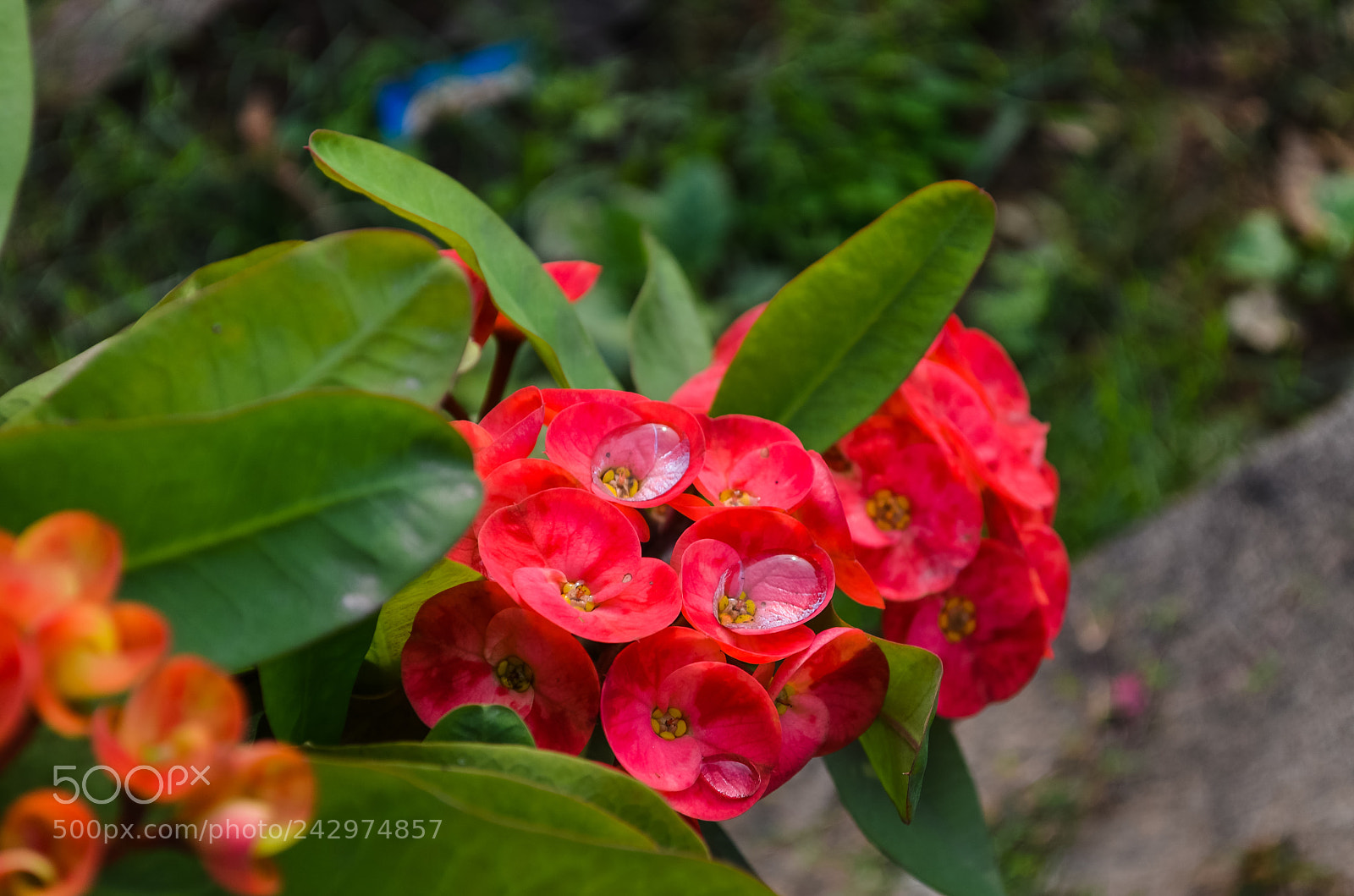 Nikon D5100 sample photo. Crown of thorns. photography