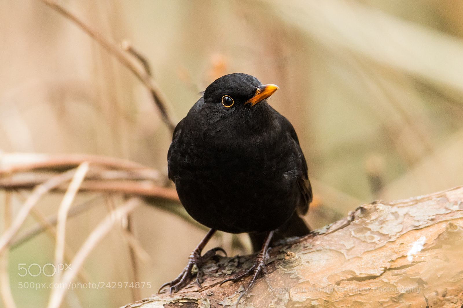 Canon EOS 7D Mark II sample photo. Merl turdus merula male photography