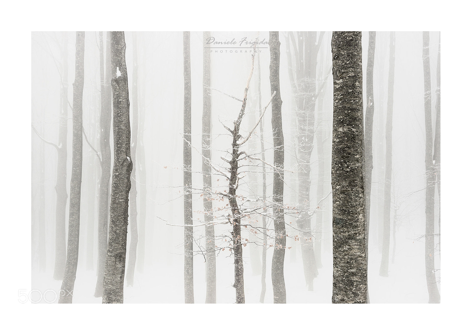 Nikon D610 sample photo. Mist photography