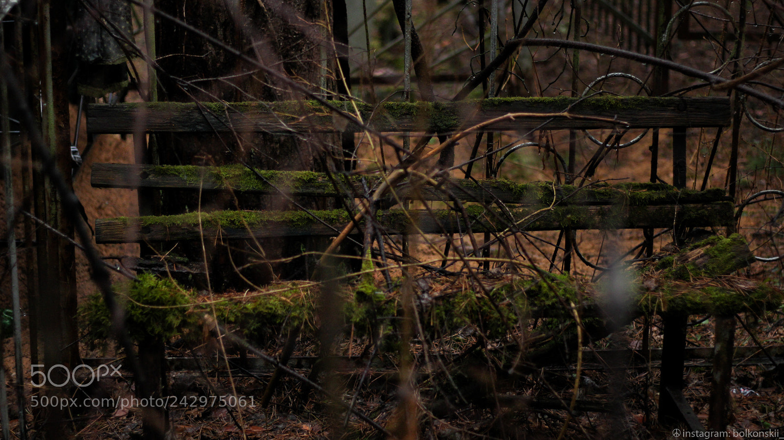 Canon EOS 60D sample photo. Природа берет свое photography
