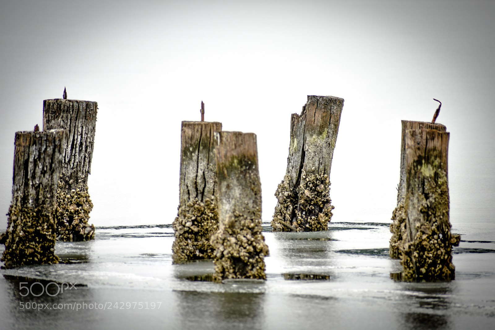 Nikon D3400 sample photo. Frozen dock photography