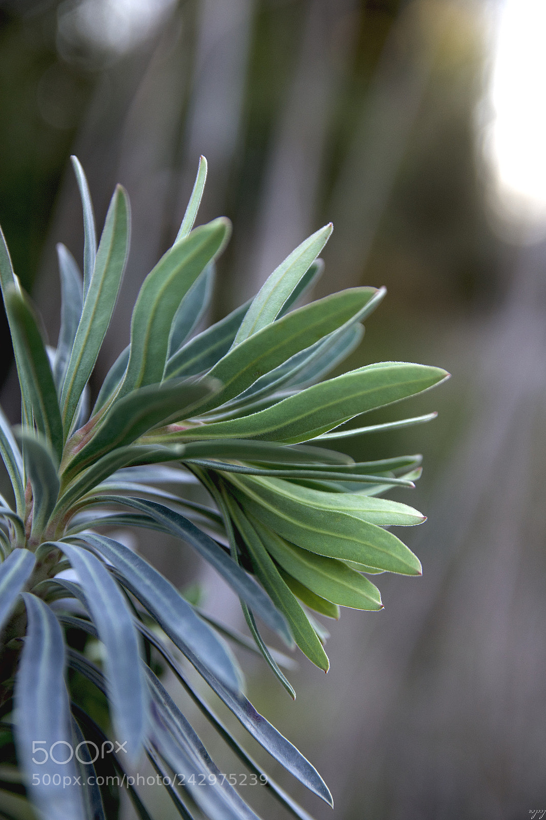 Nikon D3100 sample photo. Euphorbe...look at me ... photography