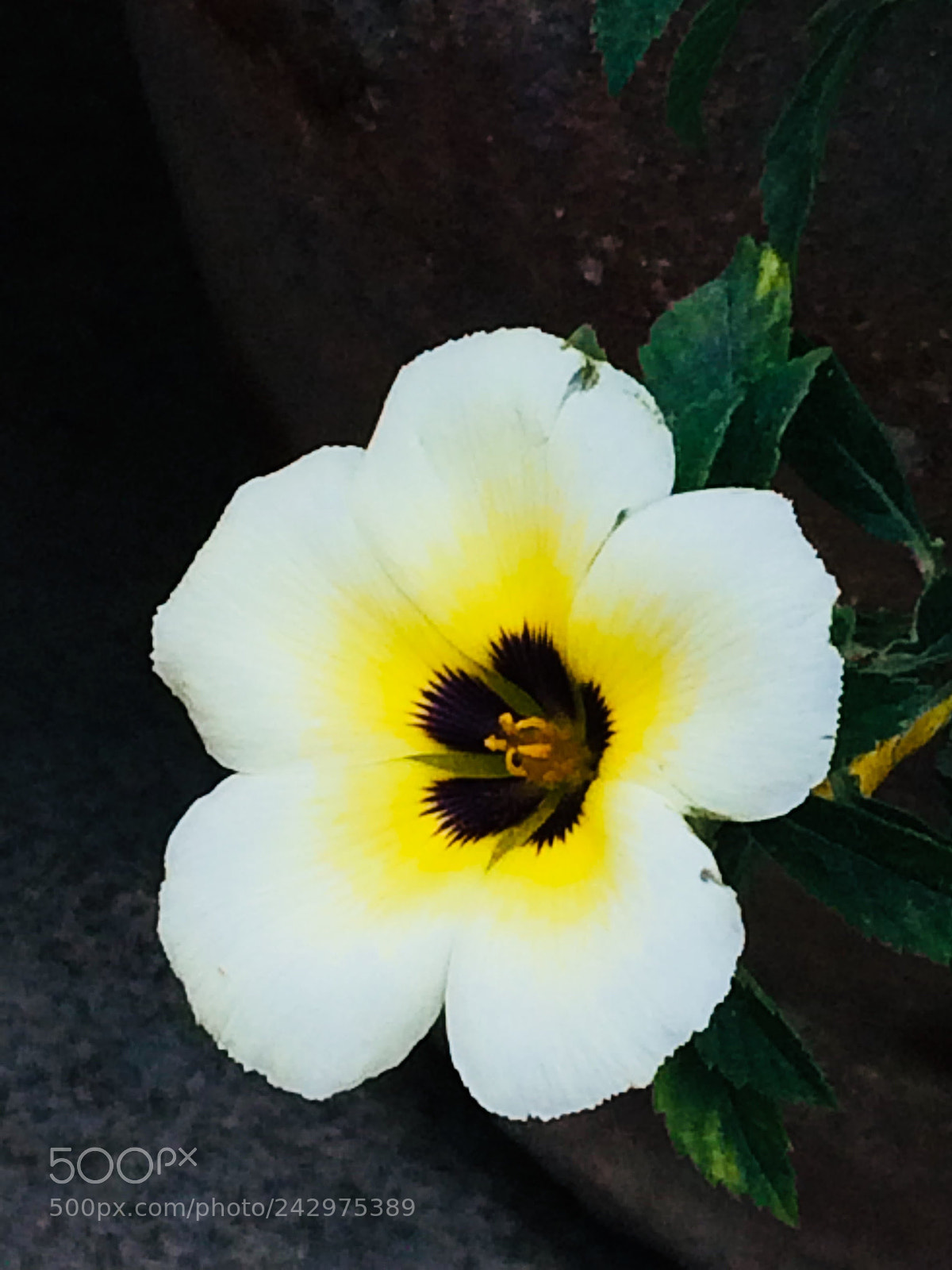 Apple iPhone 5s sample photo. Untitled photography