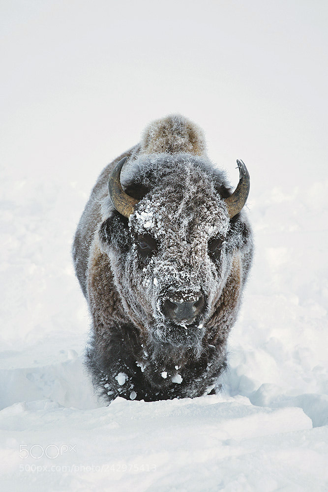 Canon EOS 7D Mark II sample photo. Yellowstone bison in winter photography