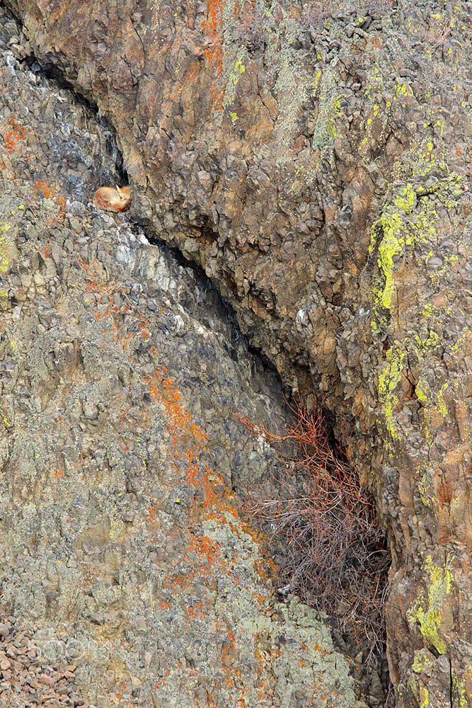 Canon EOS 7D Mark II sample photo. Red fox sleeping on photography