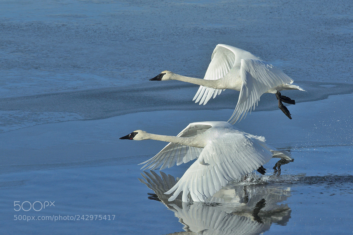 Canon EOS-1D Mark IV sample photo. Pair of trumpeter swans photography