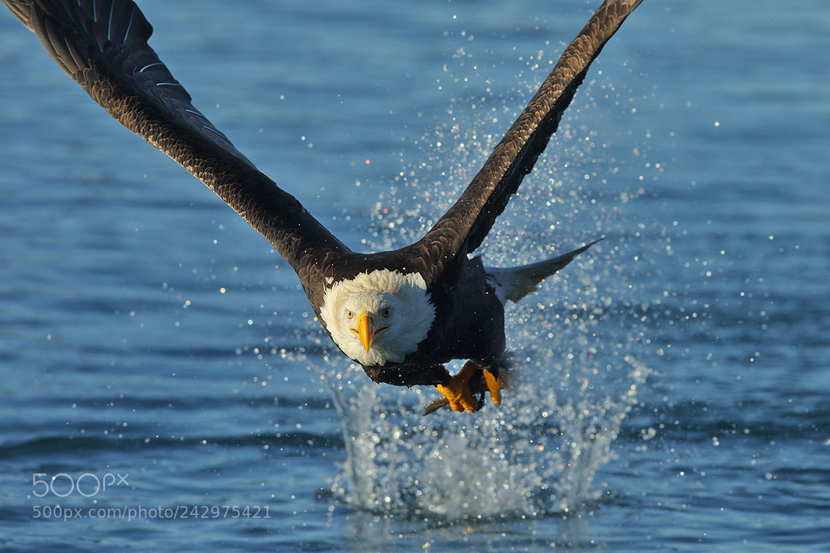 Canon EOS-1D X sample photo. Bald eagle fishing photography