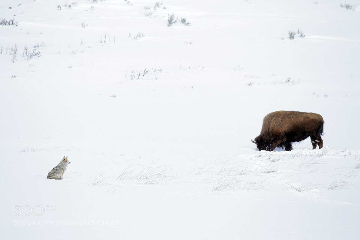 Canon EOS-1D X sample photo. Coyote and bison duiring photography